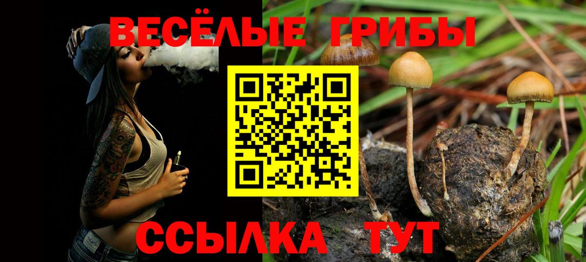 Михайловск  Псилоцибиновые грибы прущие грибы  Вход с VPN  Псилоцибиновые грибы мицелий 